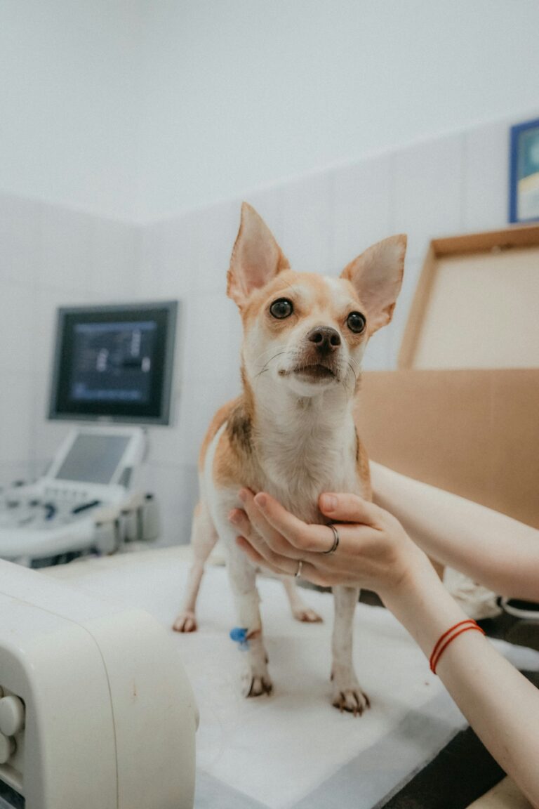Best AI Tools for Veterinarians and Veterinary Practices in 2026
